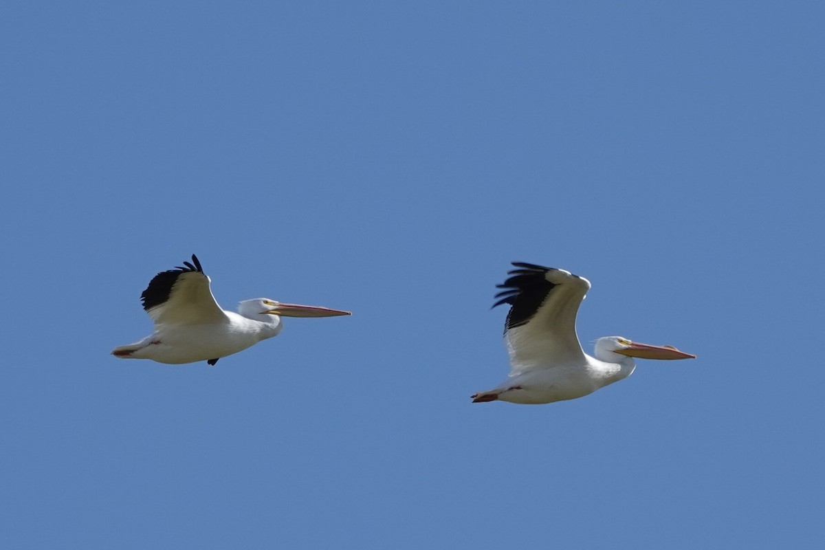 American White Pelican - ML520576861