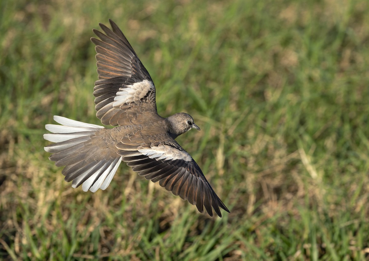 Picui Ground Dove - ML520577741