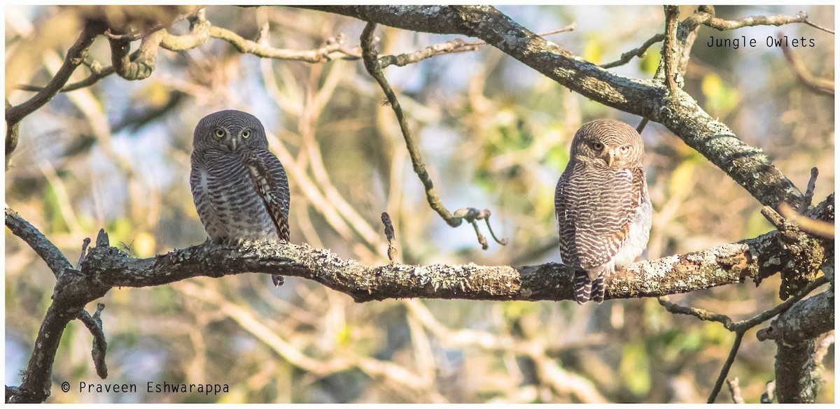 Jungle Owlet - ML520578181