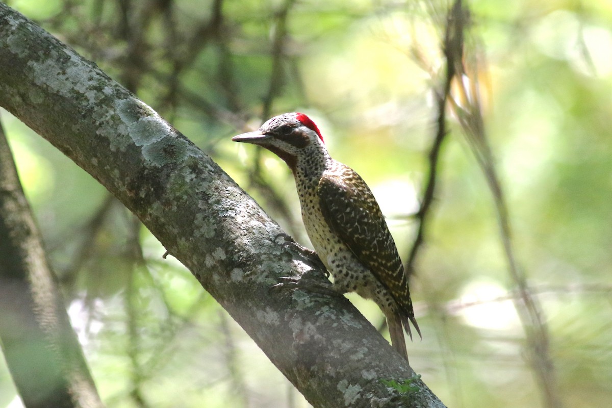 Bennett's Woodpecker (Bennett's) - ML520579051