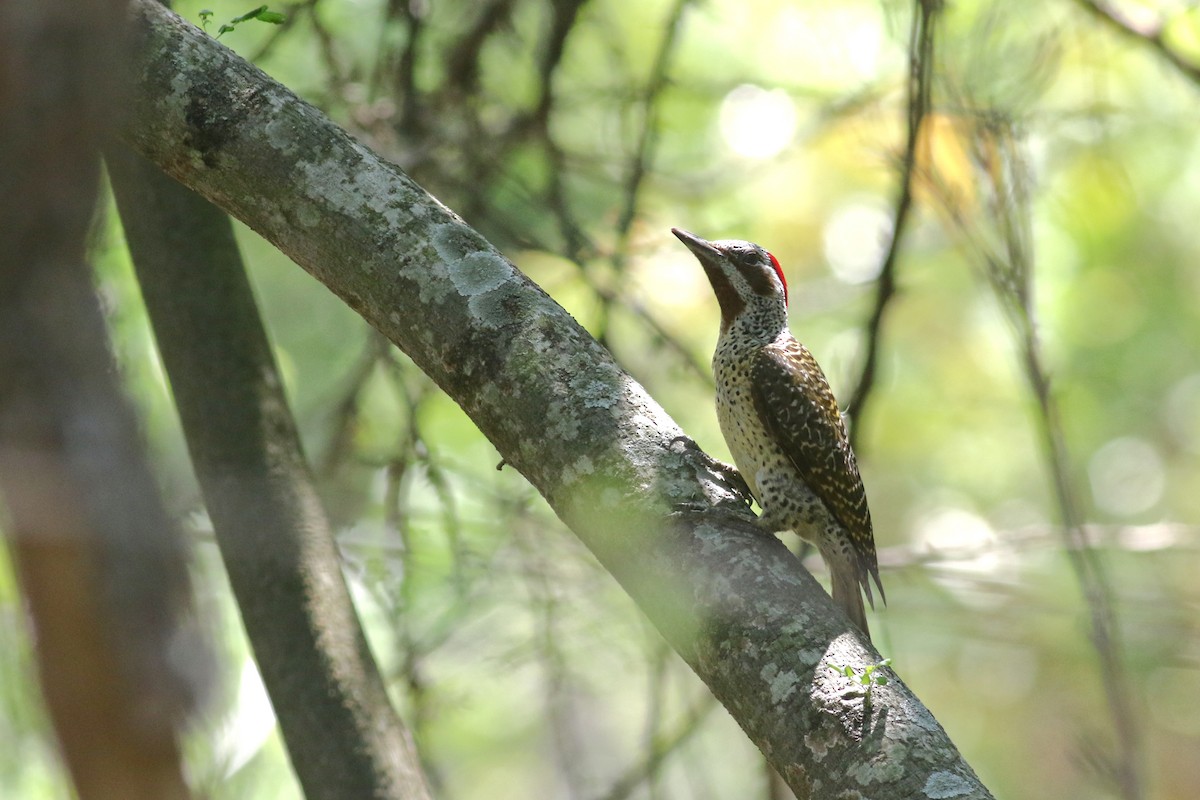 Bennett's Woodpecker (Bennett's) - ML520579061
