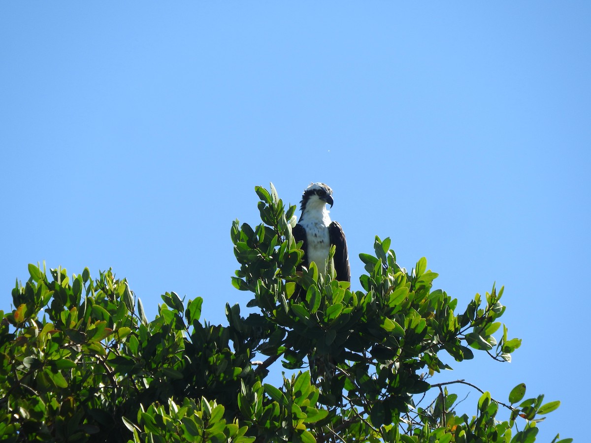 Osprey - ML520579591