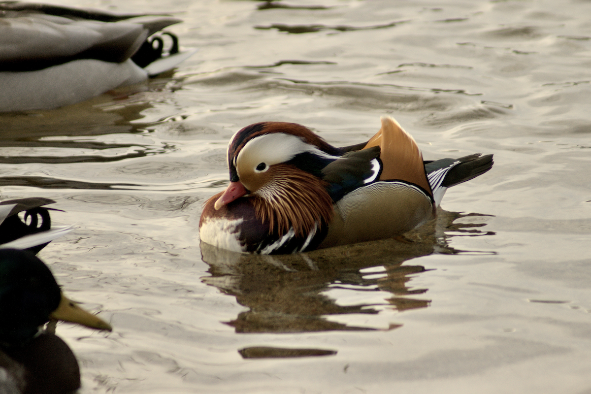 Mandarin Duck - Niklas Severin