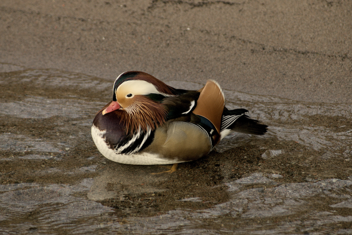 Mandarin-ahatea - ML520580141