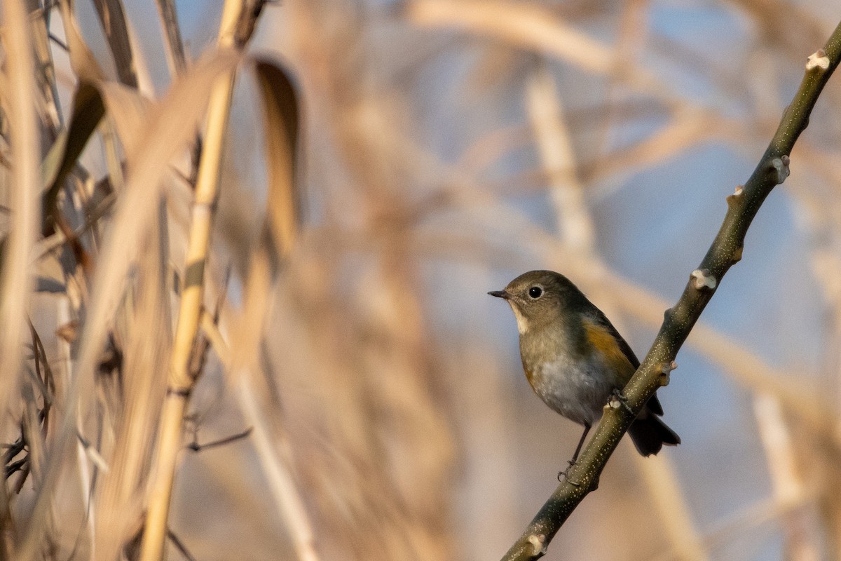 Red-flanked Bluetail - ML520581231