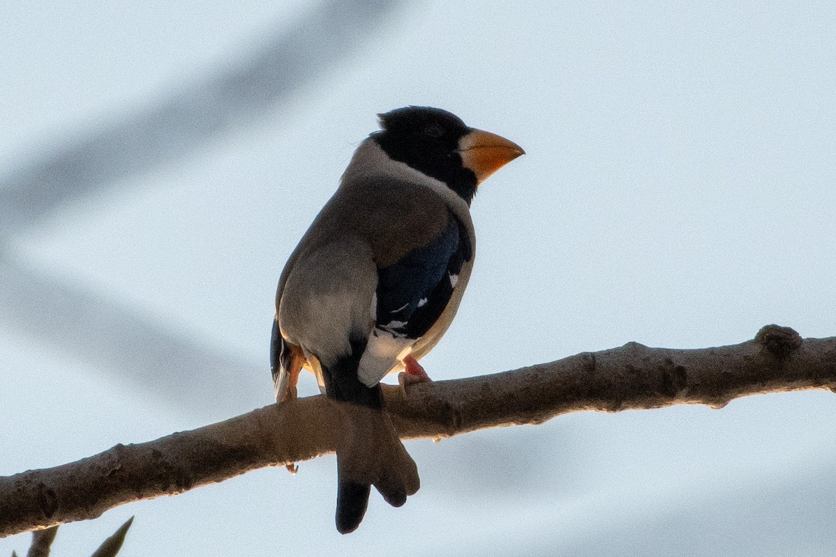 Yellow-billed Grosbeak - ML520581811