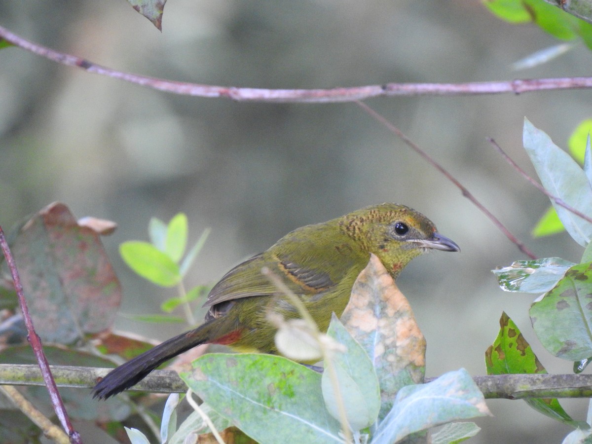 Doherty's Bushshrike - ML520582431