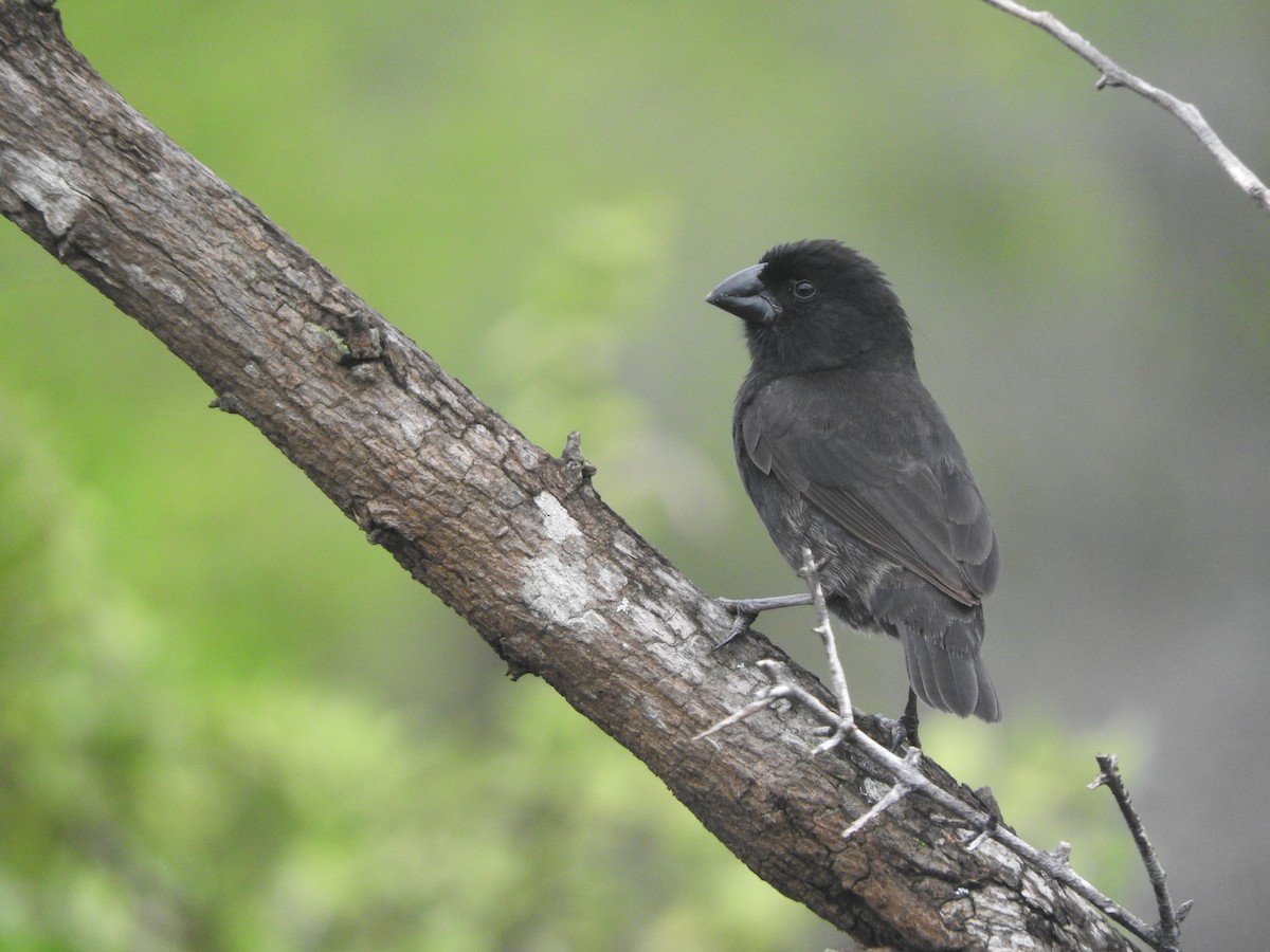 Medium Ground-Finch - Cole Gaerber