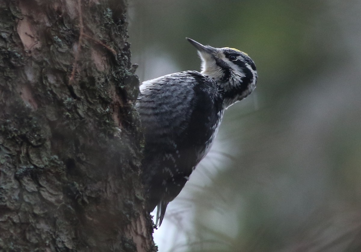 Eurasian Three-toed Woodpecker - ML520583411