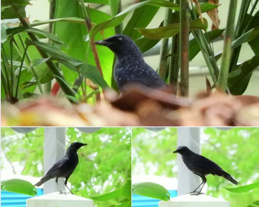 Blue Whistling-Thrush - ML520583451