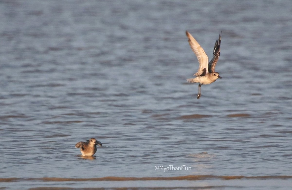 Black-bellied Plover - ML520585691