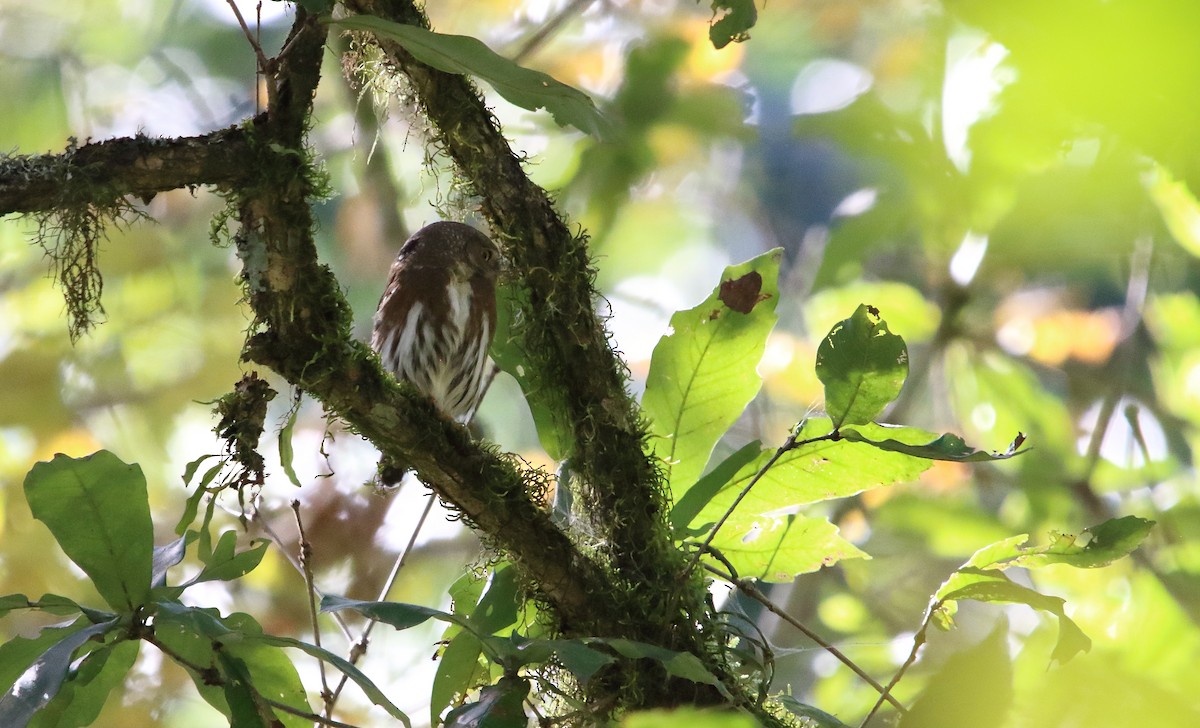 Tamaulipas Pygmy-Owl - Anuar López