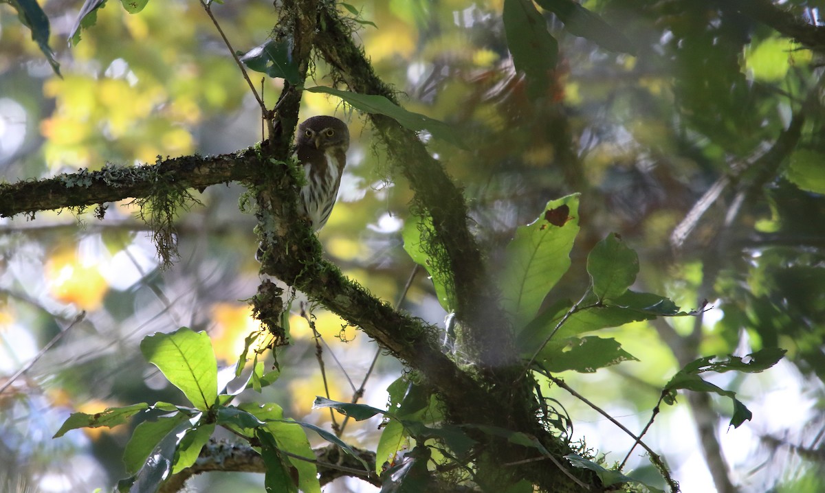 Tamaulipas Pygmy-Owl - Anuar López