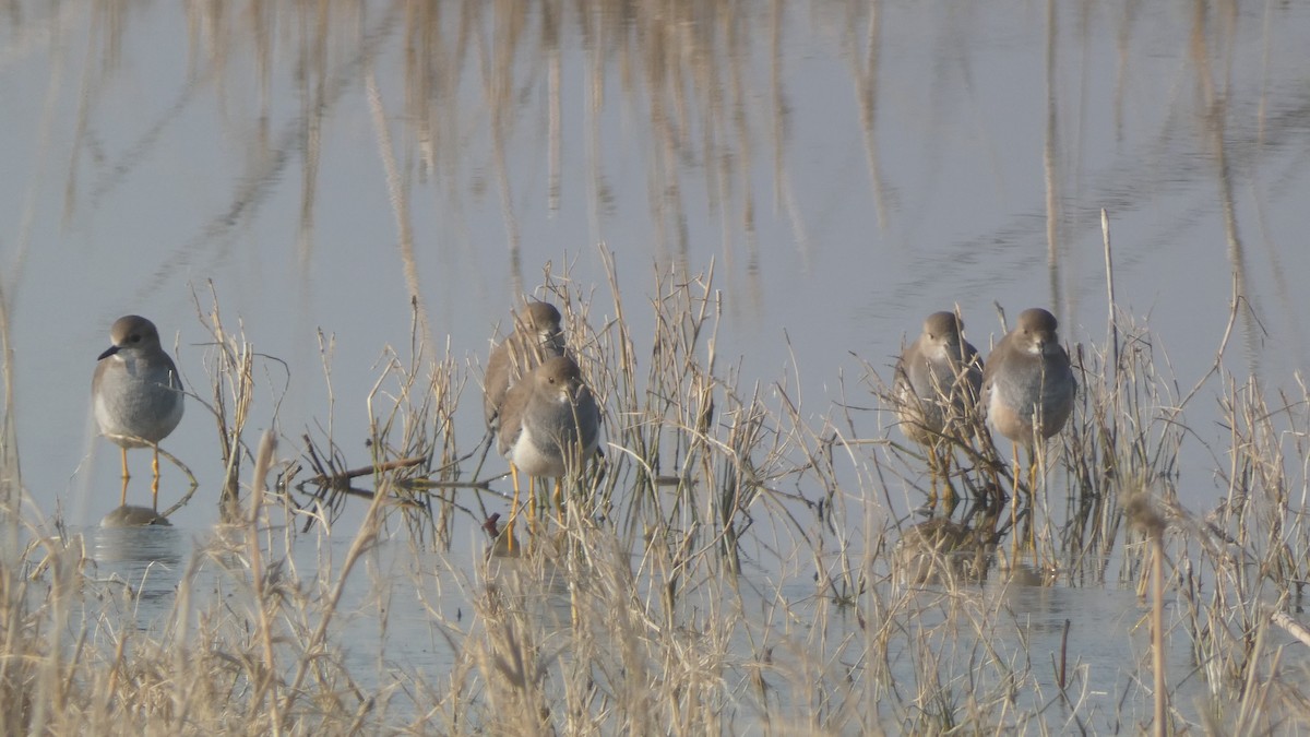 White-tailed Lapwing - Zulfu Farajli