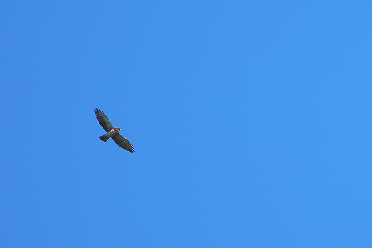 White-throated Hawk - ML520588641