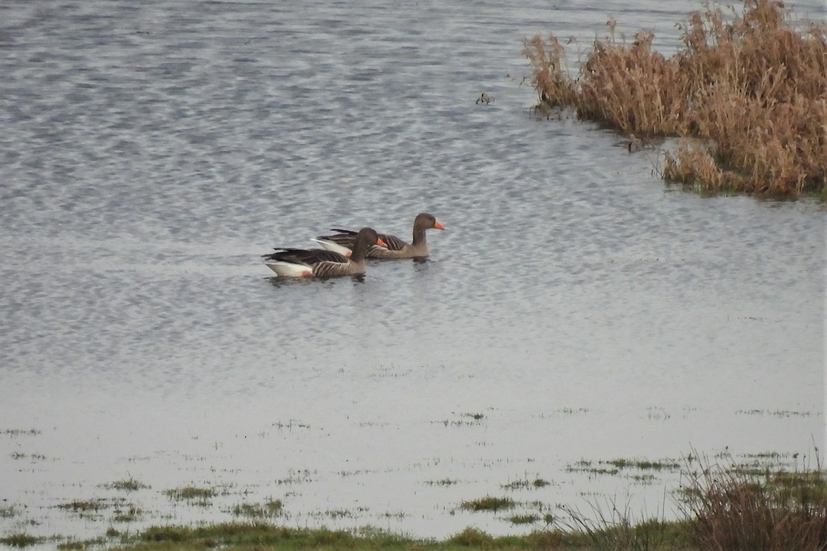 Graylag Goose (European) - ML520589921