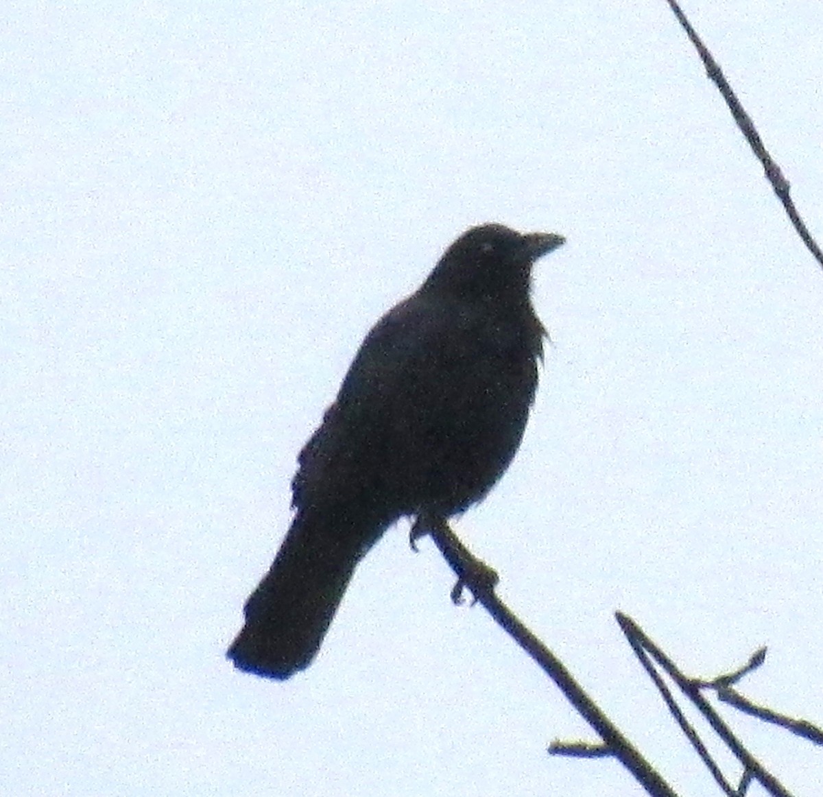 eBird Checklist - 5 Jan 2023 - King East, Kitchener, ON, Canada - 1 species