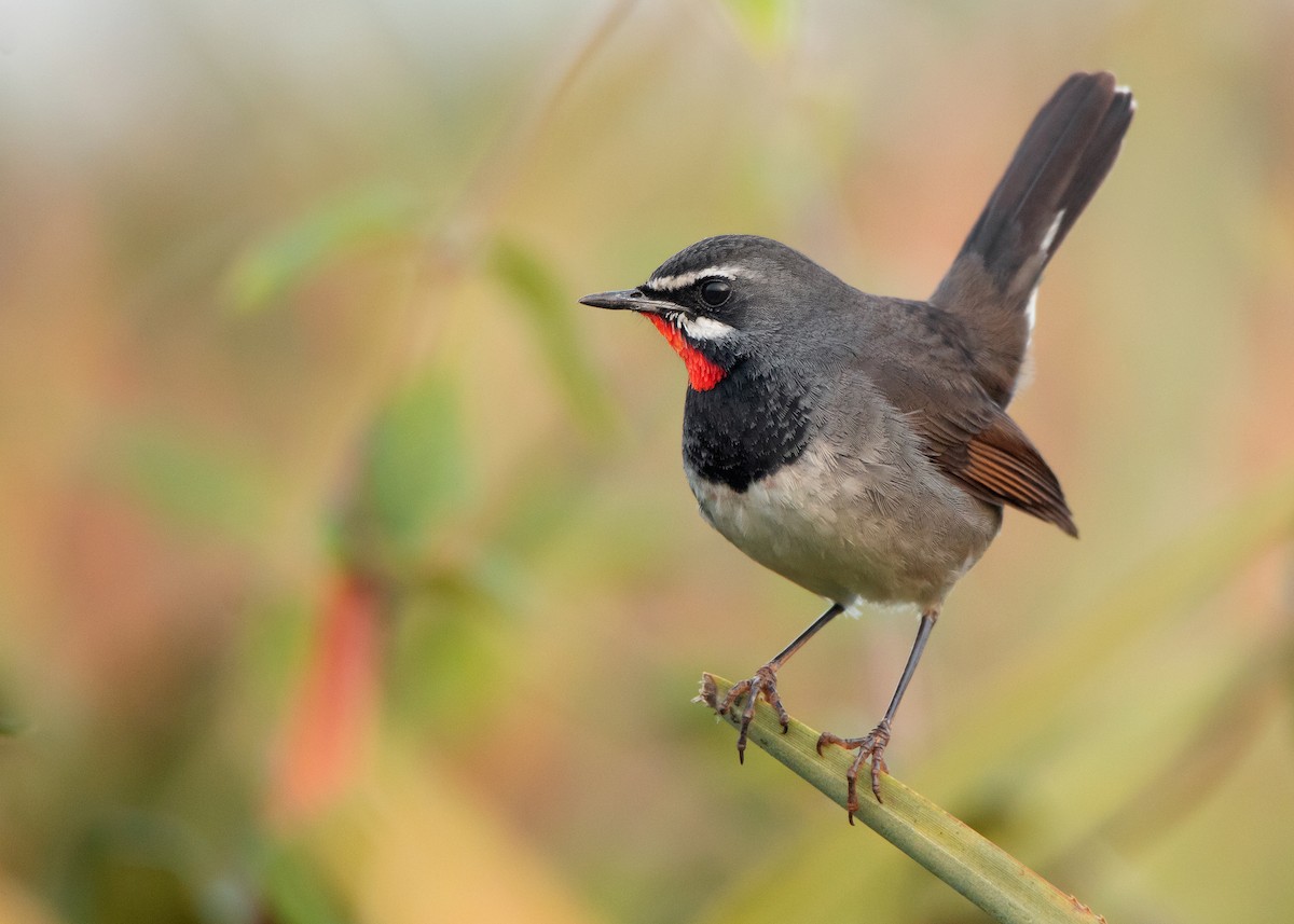 Chinese Rubythroat - Ayuwat Jearwattanakanok