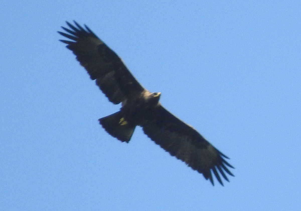 Wahlberg's Eagle - ML520591681
