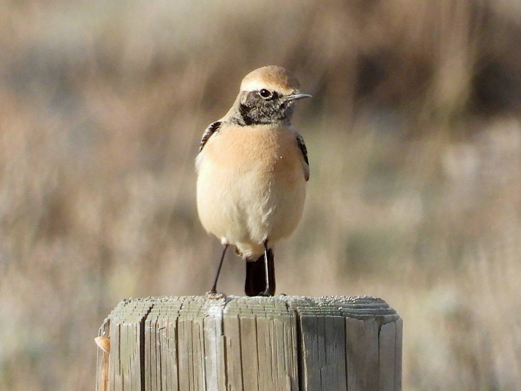 Desert Wheatear - Manuel Sánchez