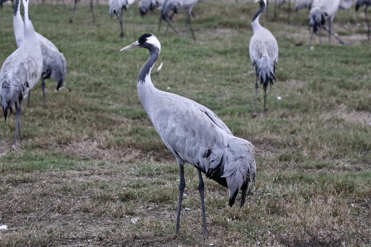 Common Crane - Krista Oswald