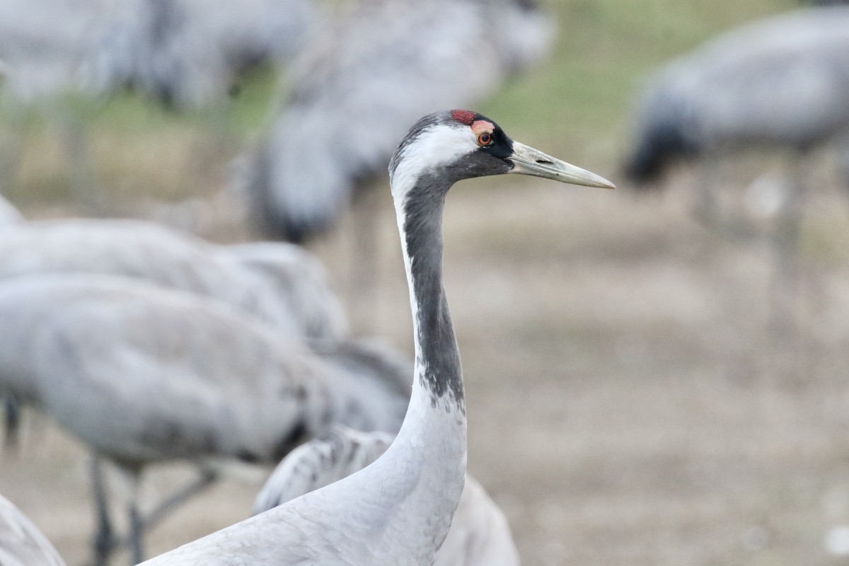 Common Crane - ML520593581