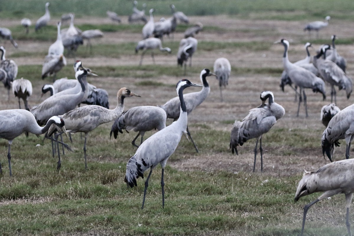 Common Crane - ML520593601