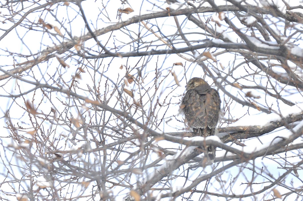 Merlin (richardsonii) - ML520595661