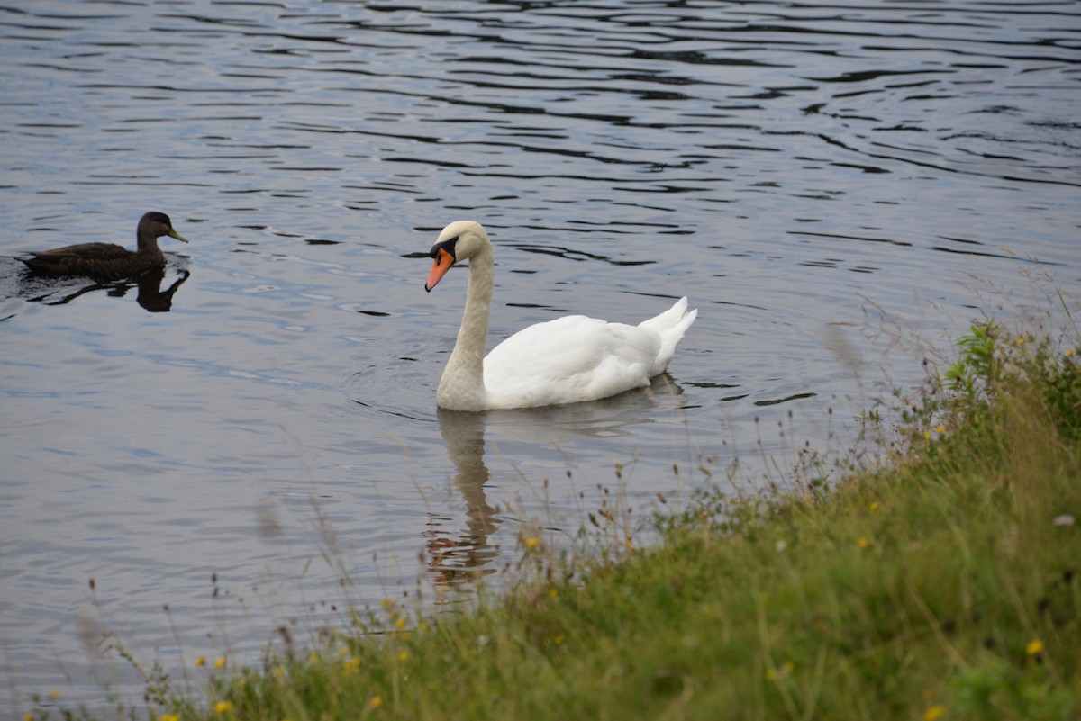 Mute Swan - ML520596471