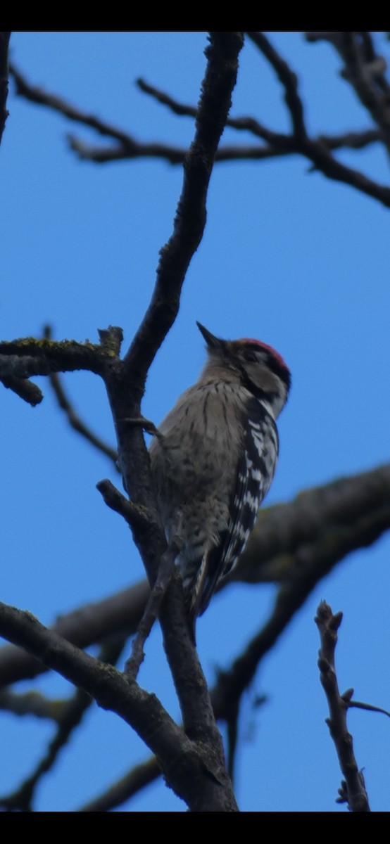 Lesser Spotted Woodpecker - ML520596591