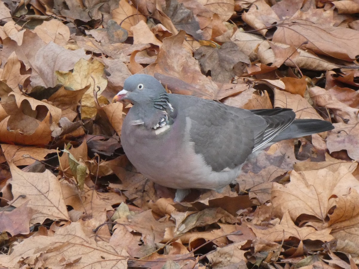 Common Wood-Pigeon - Andrew Self