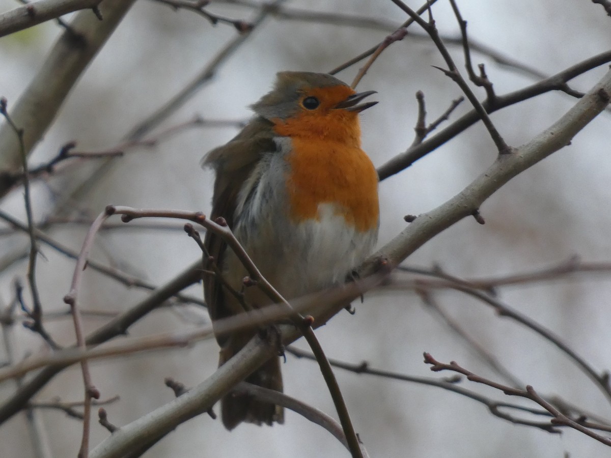 European Robin - ML520596741