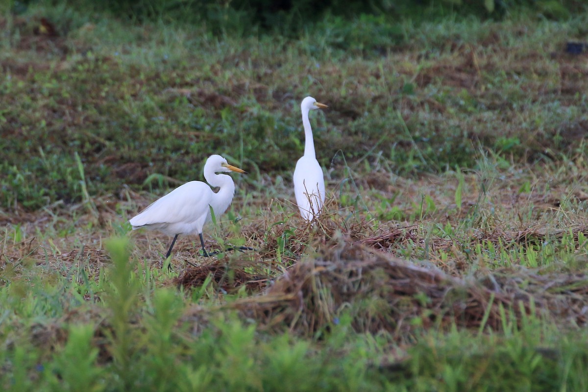 Medium Egret - ML520597581