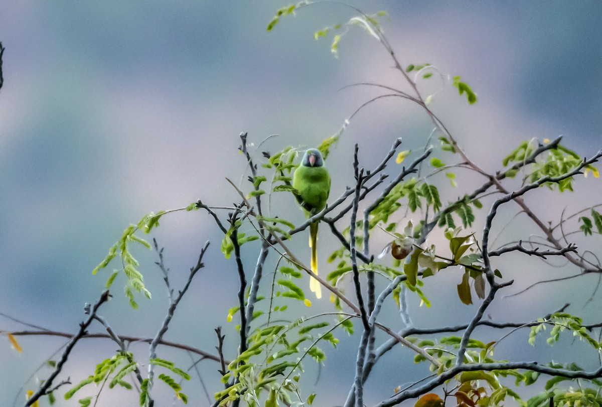 Himalaya Yeşil Papağanı - ML520597951