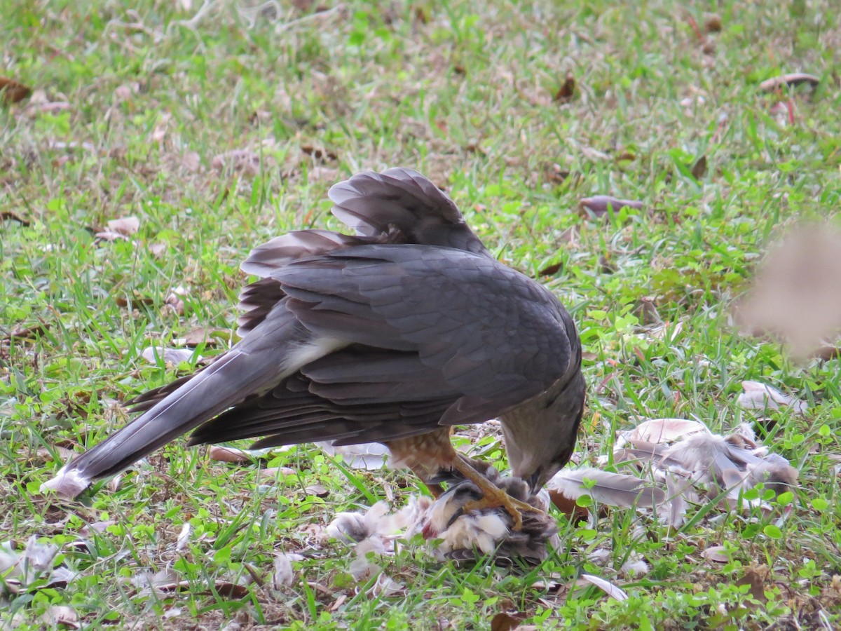 Cooper's Hawk - ML520598781