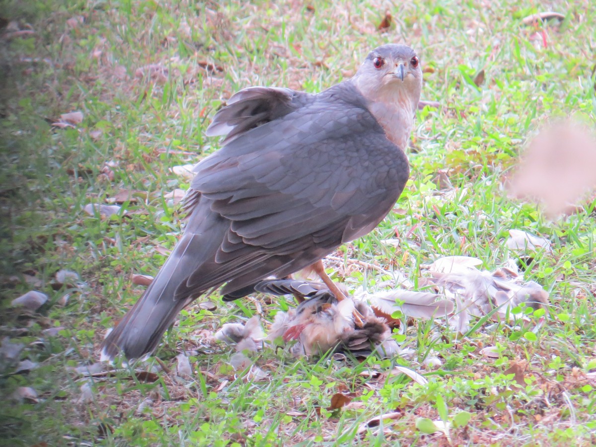 Cooper's Hawk - ML520598791