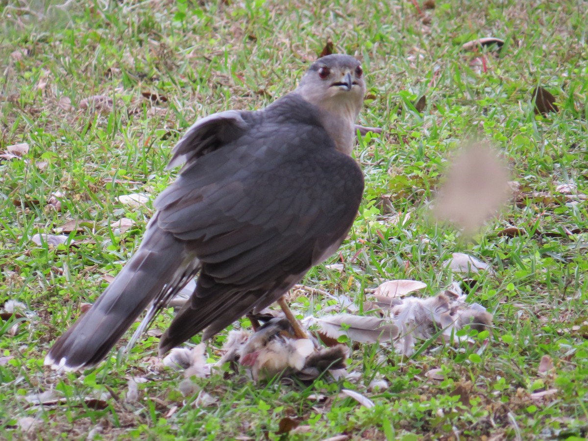 Cooper's Hawk - ML520598811