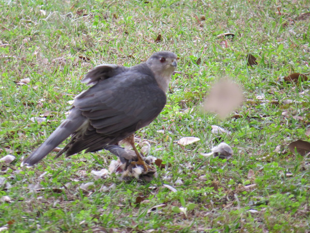 Cooper's Hawk - David & Jill Kaminski