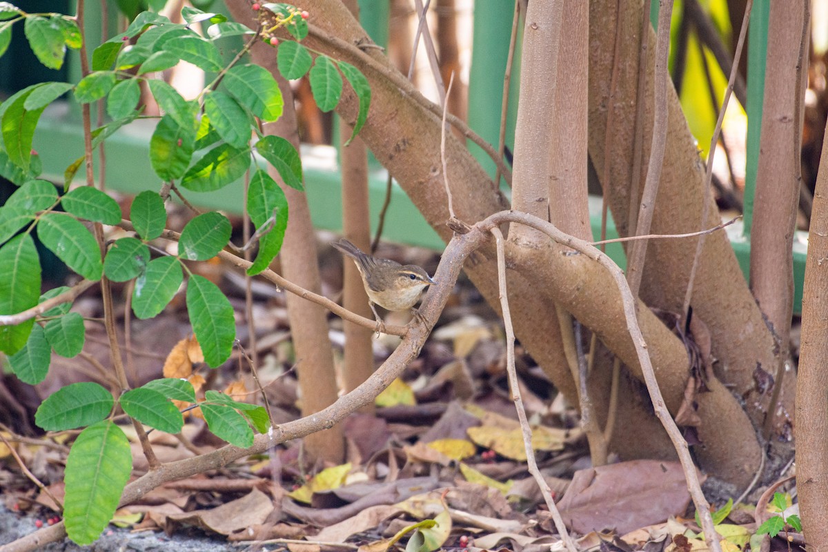 Dusky Warbler - ML520599061