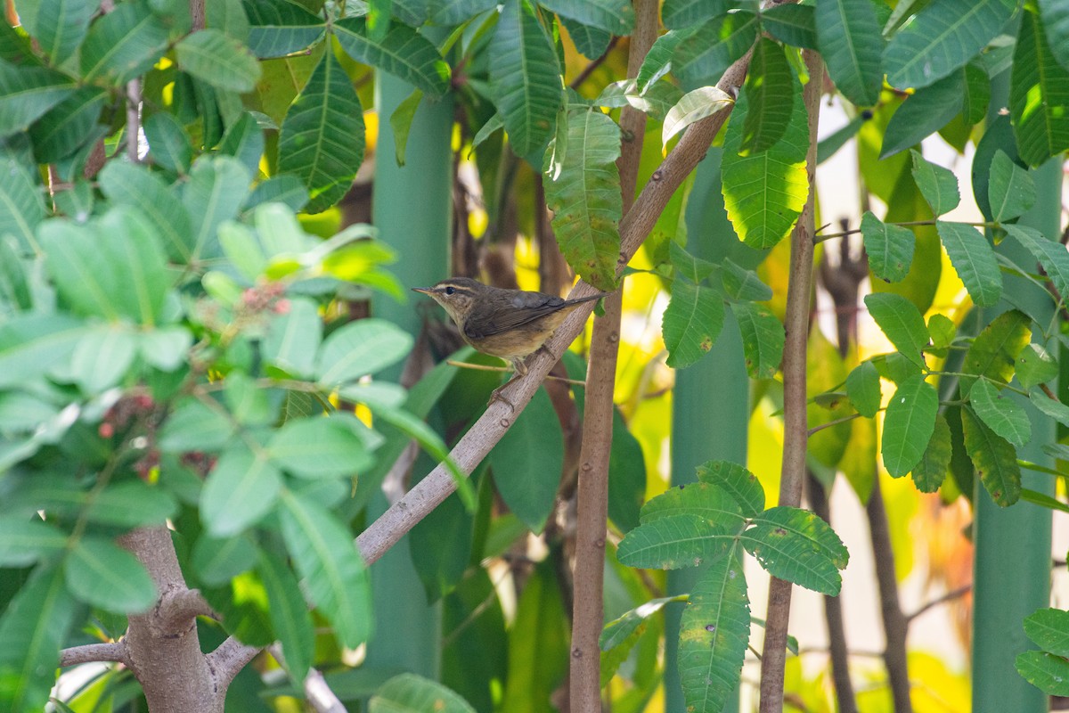 Dusky Warbler - ML520599071