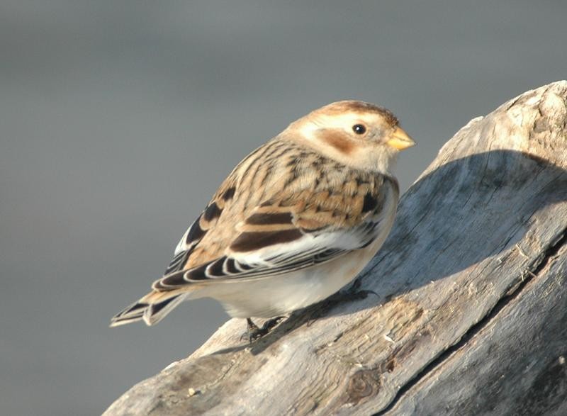 Snow Bunting - ML520599241