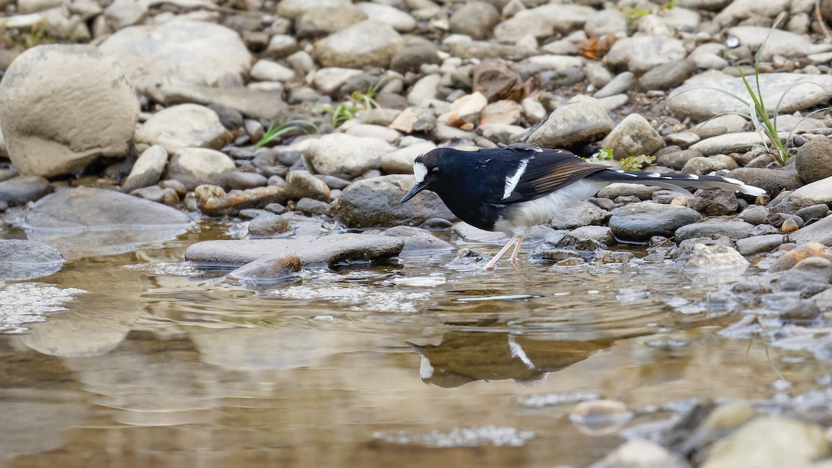 White-crowned Forktail (Northern) - ML520599381