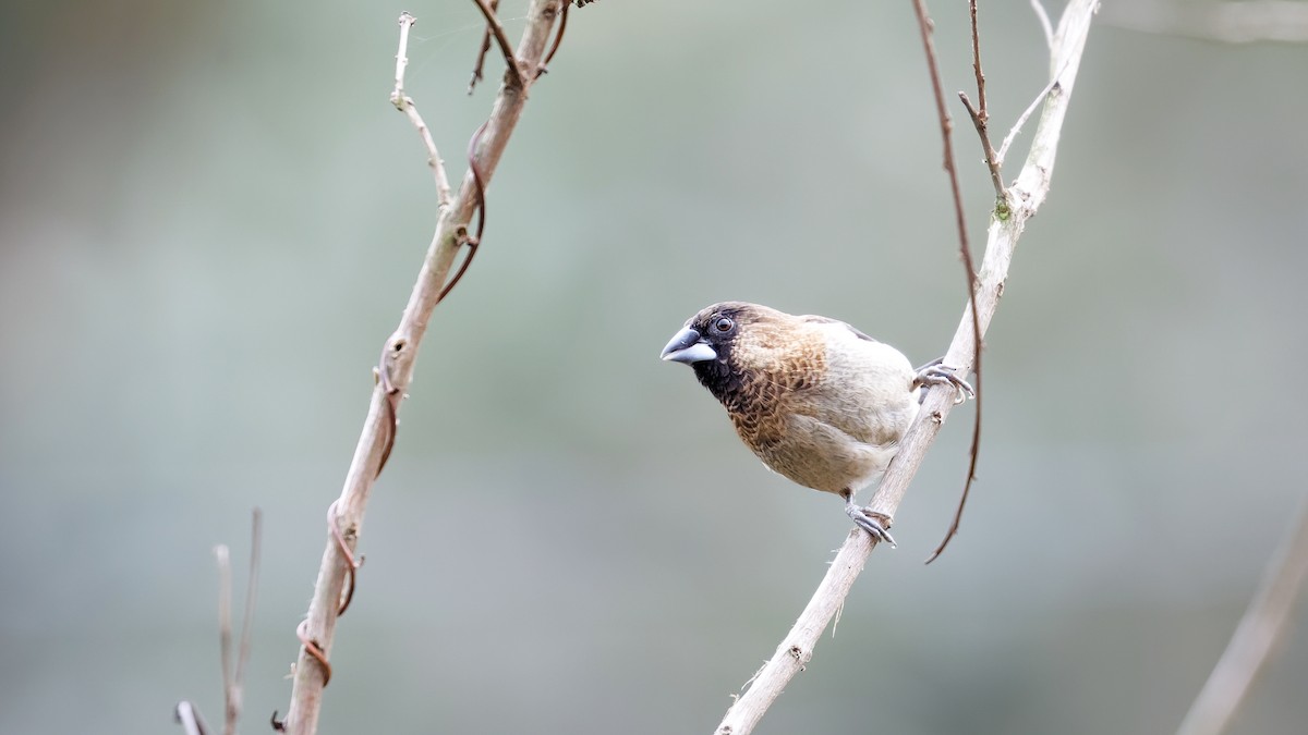 White-rumped Munia - ML520599621