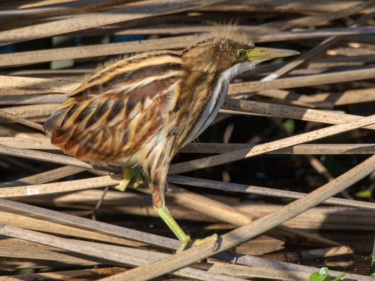 Stripe-backed Bittern - Pablo Maass Zepeda