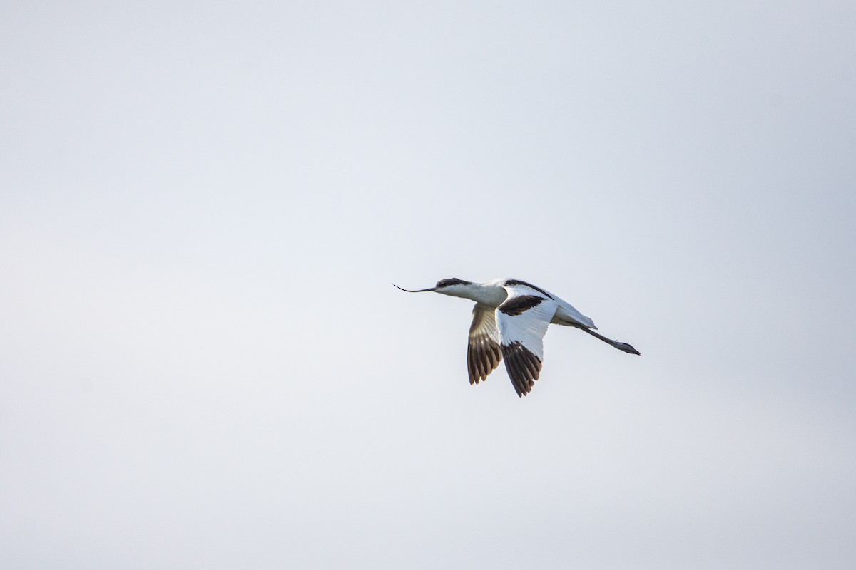 Avocette élégante - ML520600241