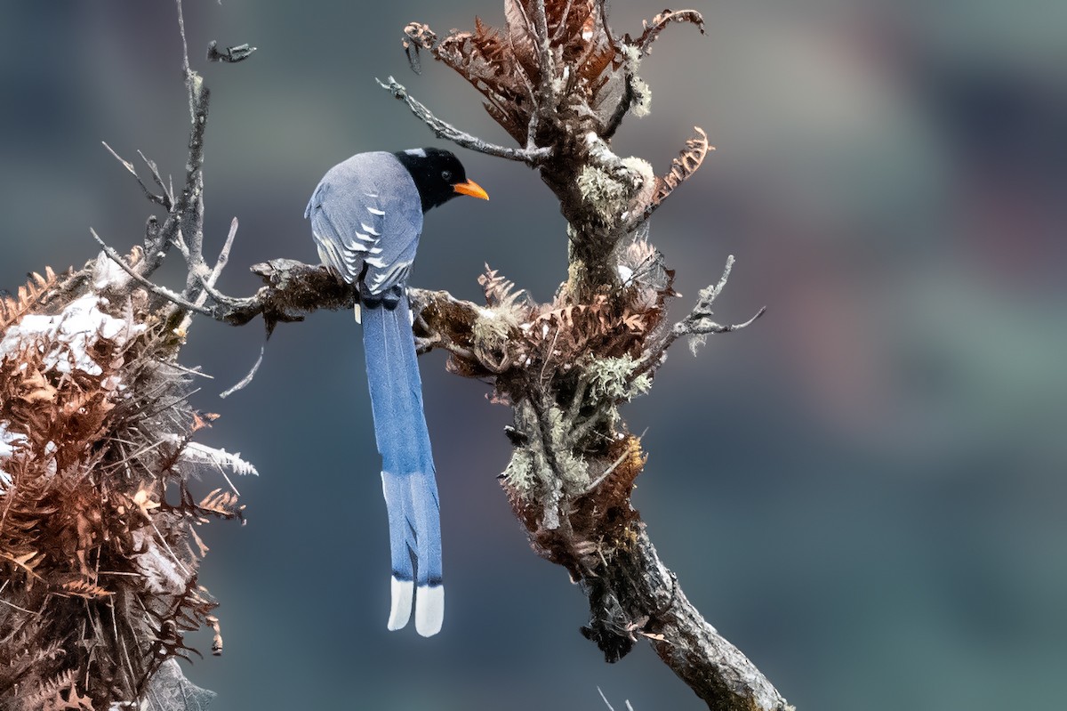 Yellow-billed Blue-Magpie - ML520600611