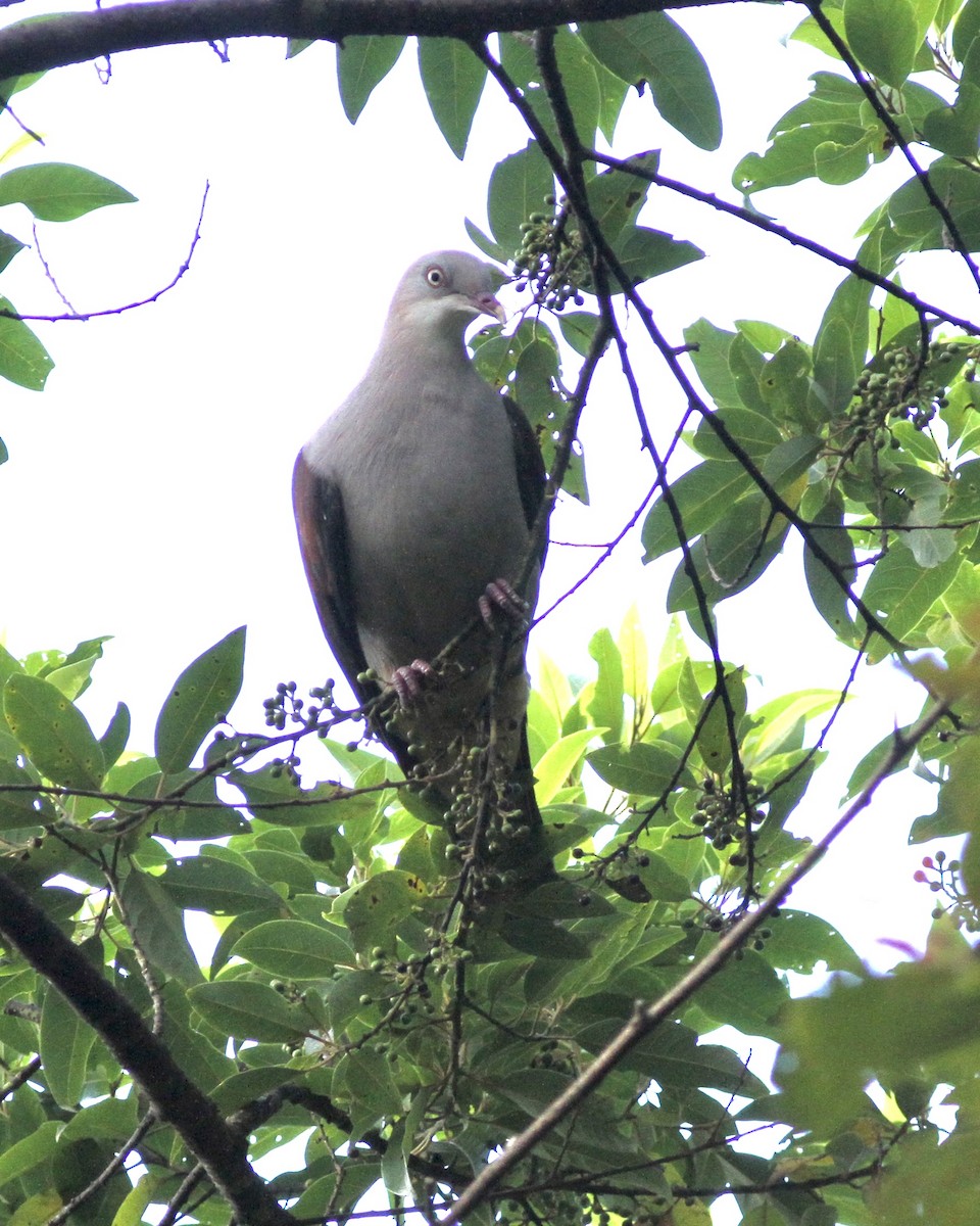 Mountain Imperial-Pigeon - ML520600631