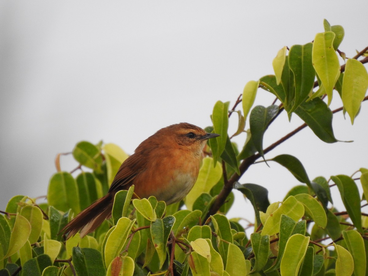 Cinnamon Bracken-Warbler - ML520600671