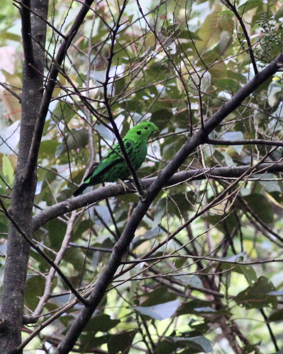 Whitehead's Broadbill - ML520600731