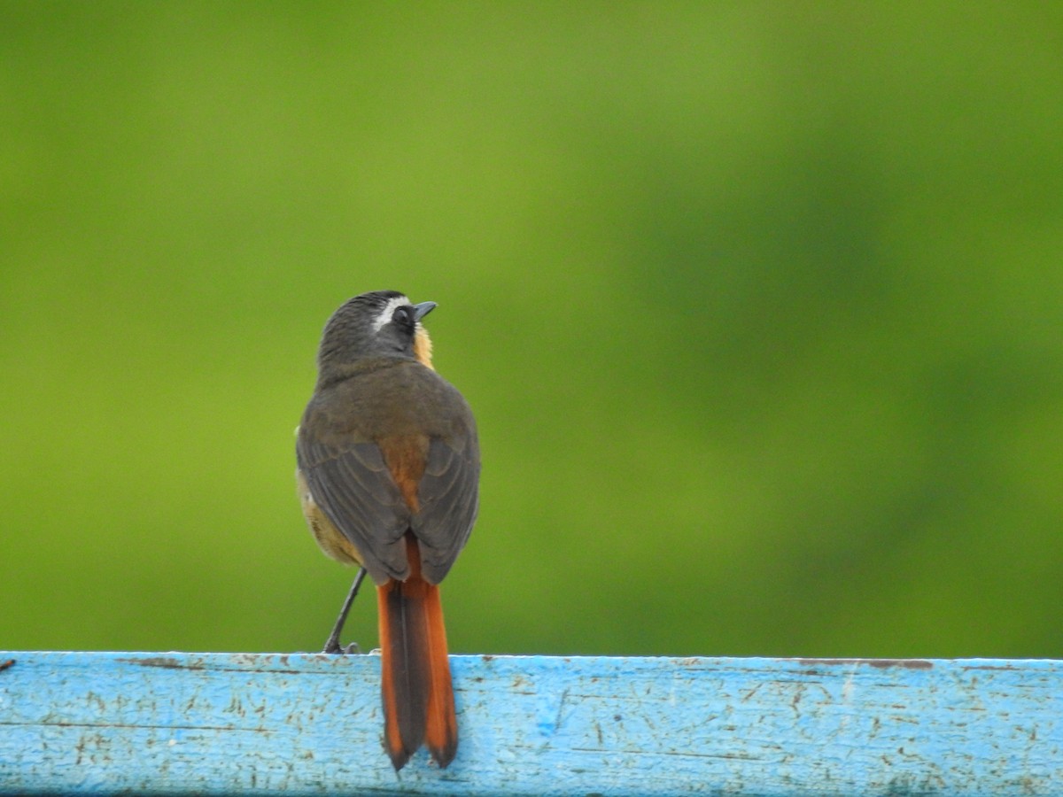 Cape Robin-Chat - ML520600771